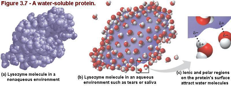 Emergent Properties of Water: Versatility as a Solvent Figure 3.8 (9 th Edition, Campbell) A water-soluble protein.