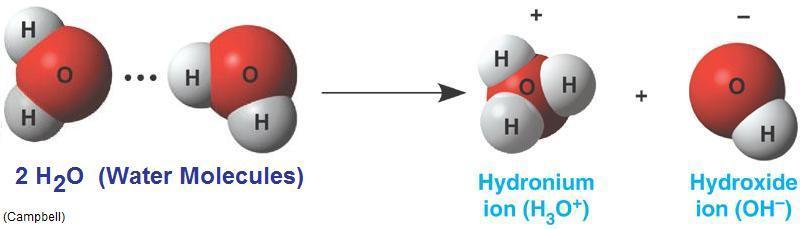 Dissociation of Water: Acids and Bases Occasionally, water molecules dissociate and the result is a hydronium ion (H 3 O + ) and a hydroxide ion (OH -- ).