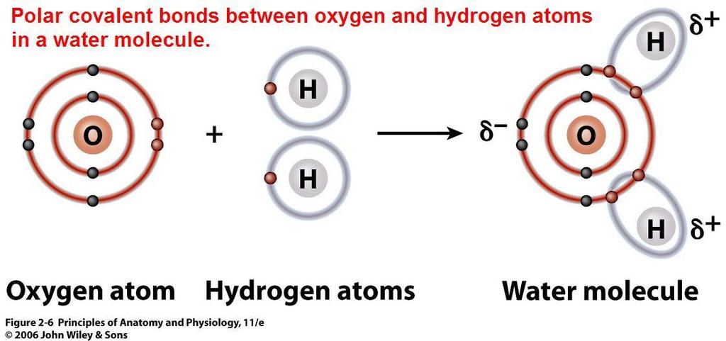 Properties of Water: A Polar Molecule Water is a polar molecule. The red electrons are shared unequally.