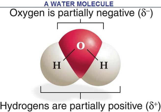 Properties of Water: Polarity Water is a polar molecule; opposite ends of the molecule have opposite charges.