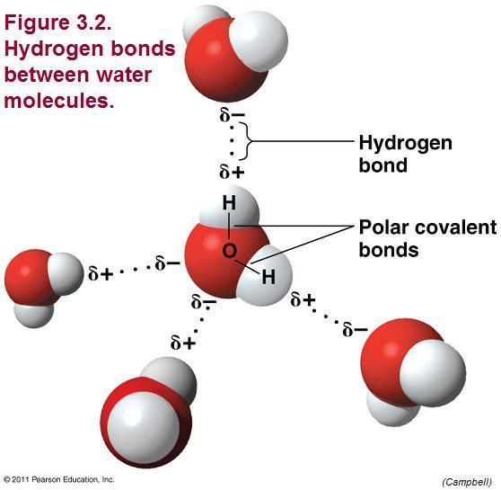 The polarity of water molecules results in hydrogen bonding.