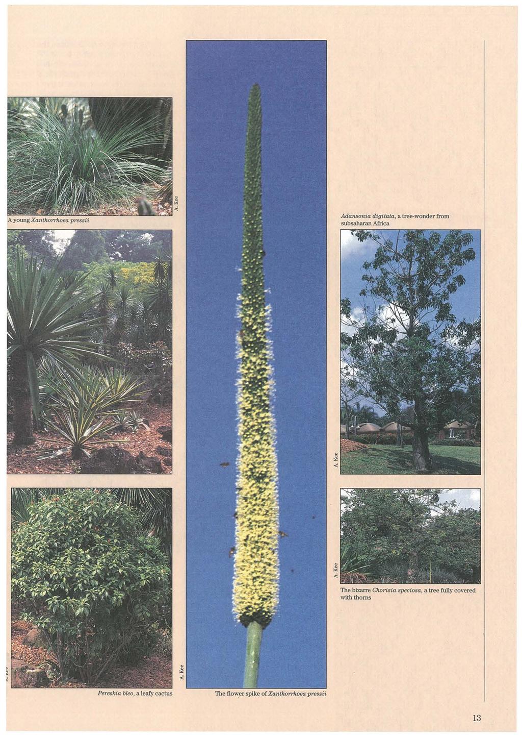 A young Xantlwrrlwea press-ii Adansonia digitata, a tree-wonder from subsaharan Africa The bizarre Clwris-ia