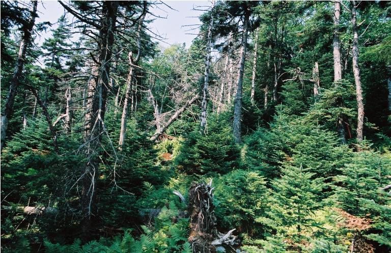 Vegetation is montane spruce-fir forest, primarily balsam fir (Abies