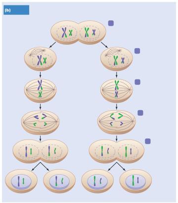 1a Nuclear division: Meiosis I Diploid nucleus (2n) DNA replication Tetrad (two homologous chromosomes, four chromatids) 1 Prophase I 2 Late prophase I Crossing over 3 Metaphase I 4