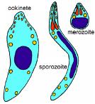 dinoflagellates have two