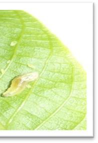 predation pressure as the walnut green aphid population declines. The opposite effect could also occur through a decrease in food resources for the predator.