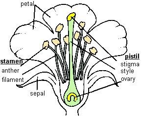 Pollen contains the male gametes and is found on the stamen. Ovules contain the female gametes and are found in the pistil.