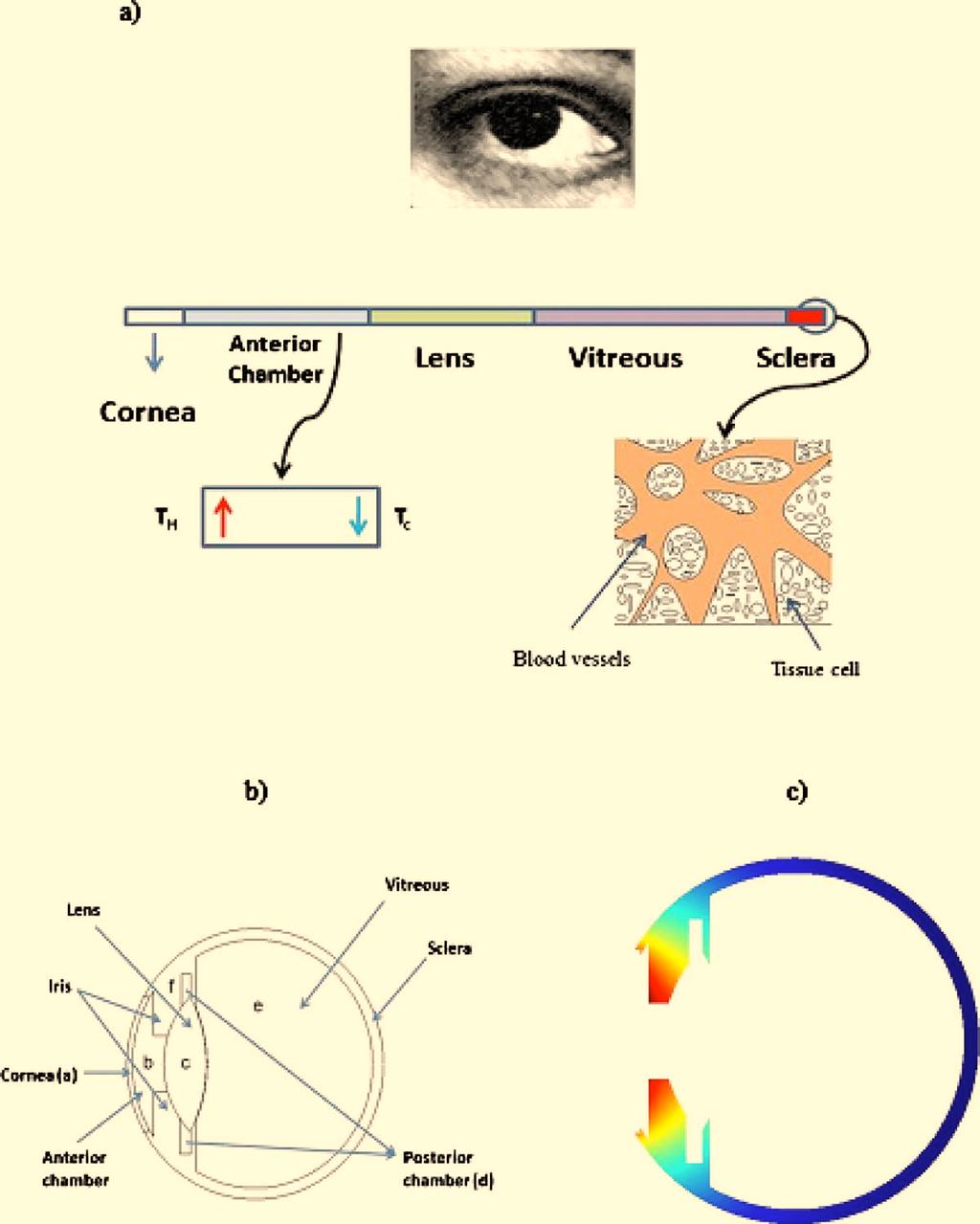 Fig. 1 Schematic of different primary sections of the eye along the pupillary axis: a different regions of the eye along the pupillary axis with a display of special attributes, b display of the