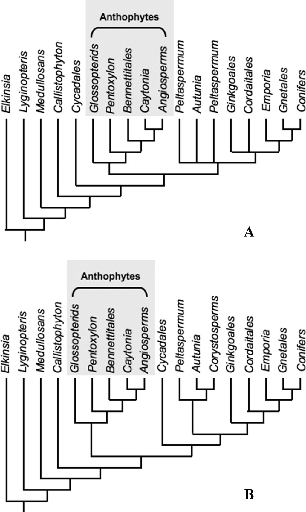 Soltis et al.: Origin and Early Evolution of Angiosperms 5 Figure 1.