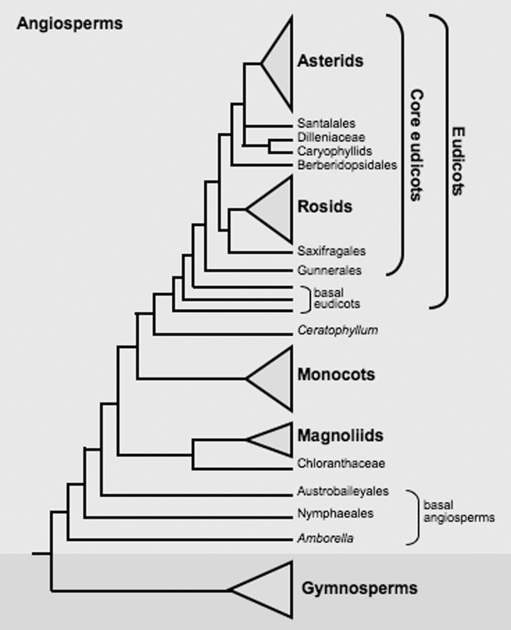 Soltis et al.: Origin and Early Evolution of Angiosperms 7 Figure 2. Summary topology of current view of deep-level angiosperm relationships.