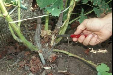 Figure 3. Dead trunk tissue (brown, oxidized, white arrow) and vigorous shoot growth (red arrow) below the trunk injury location, as seen the spring following winter injury.