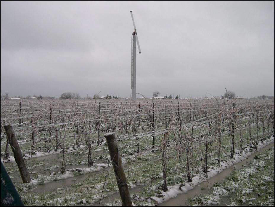 WHY DO GRAPE GROWERS USE WIND MACHINES? In Ontario, wind machines are primarily used to protect grapes from cold temperature injury (Figure 5).