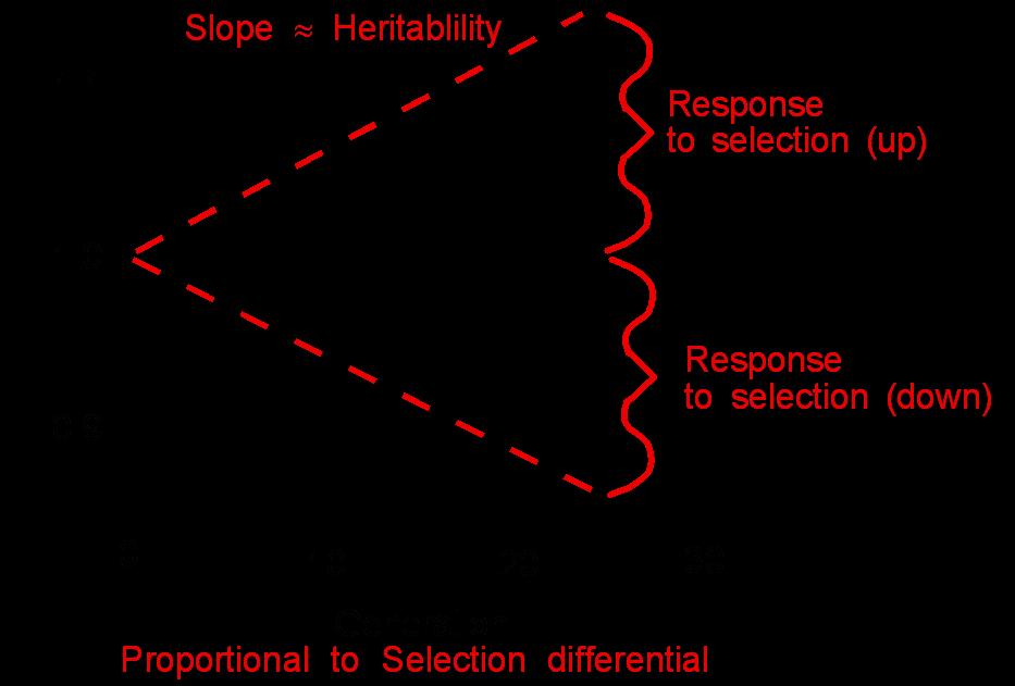 Fisher was correct that selection refines adaptations