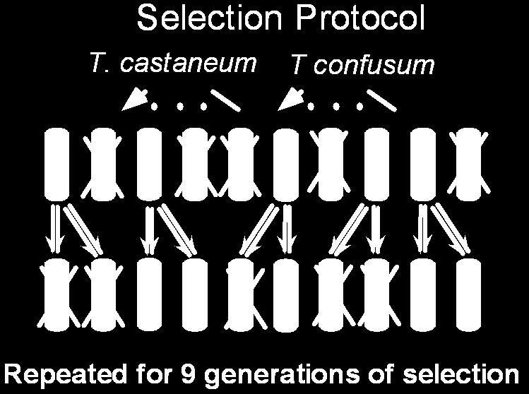 species Tribolium communities are dependent on the genetical