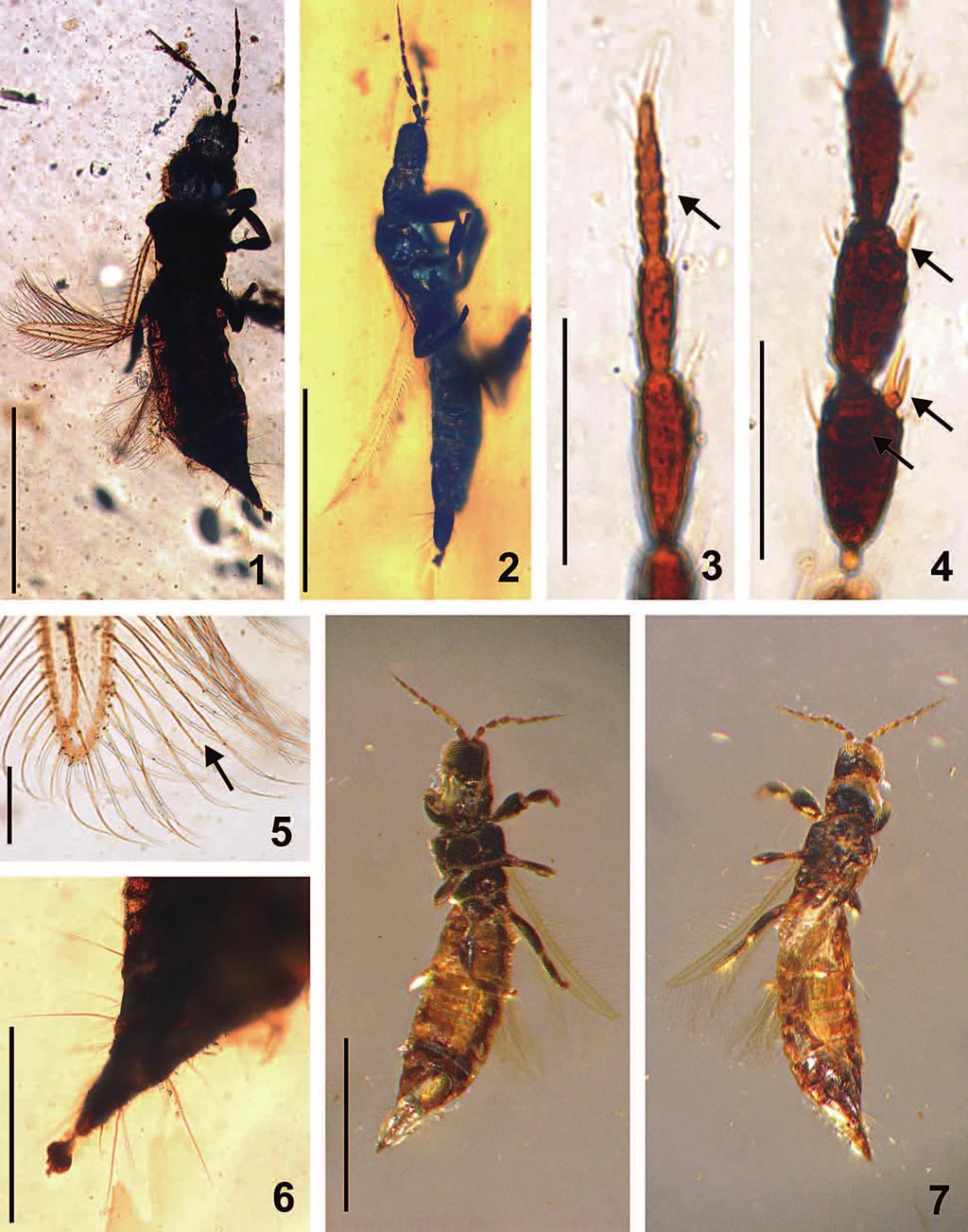 P. Nel, E. Peñalver, D. Azar, G. Hodebert & A. Nel Figure 5 Females of Tethysthrips n. gen. (Thripidae); Images 1 to 6 are of Tethysthrips hispanicus n. gen., n. sp., holotype ES-07-11.