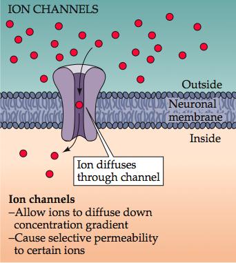 Ion transportrs and ion channls ar rsponsibl for ionic ovnts across brans.