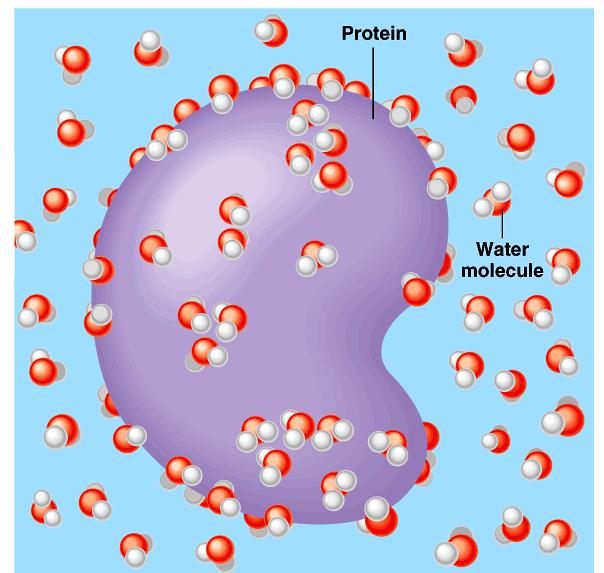 Each dissolved ion is surrounded by a sphere of water molecules, a hydration shell.