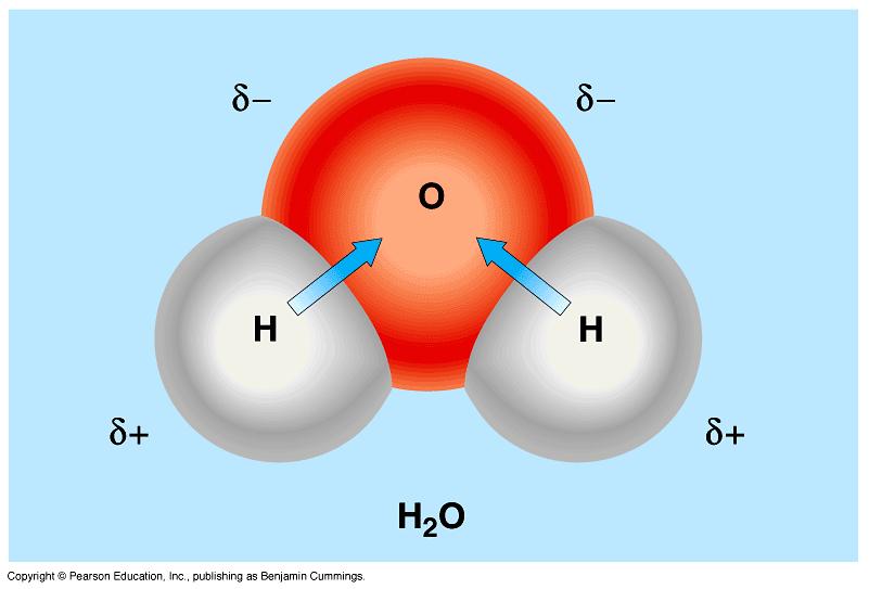 1. The polarity of water molecules Mr. Anderson In a water molecule two hydrogen atoms form single polar covalent bonds with an oxygen atom. Check out www.johnkyrk.
