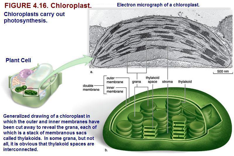 10 Eukaryotic Cell Organelles: The Chloroplast in Plants and Algae The membranous organelle that performs photosynthesis (capture of sun light energy to convert it into chemical energy