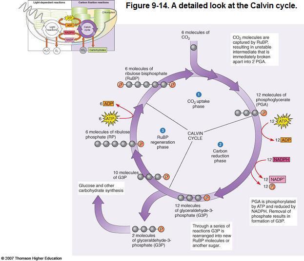 Animation: Calvin-Benson Cycle (Light-Independent