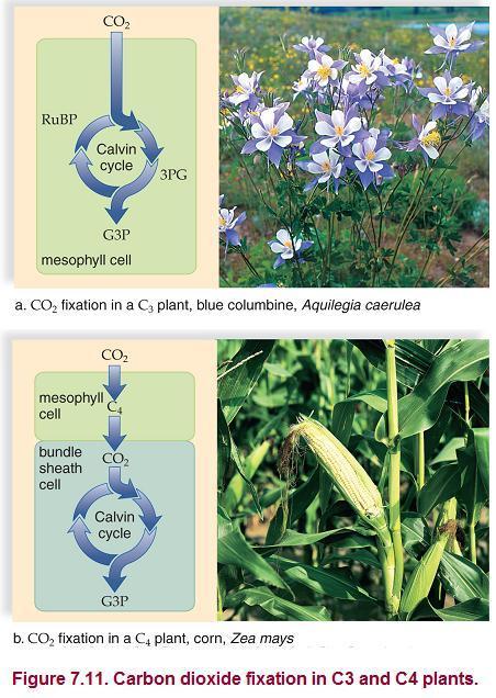 Evelyn I. Milian - Instructor 42 Carbon Dioxide Fixation in C 3 and C 4 Plants In C 3 plants, CO 2 is taken up by the Calvin cycle directly in mesophyll cells.