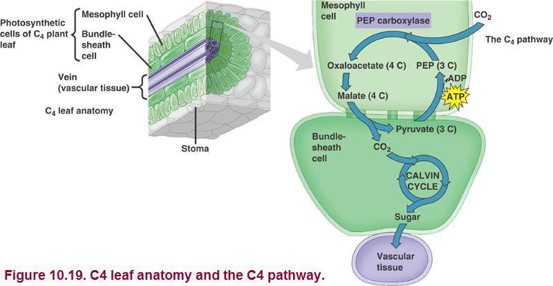Evelyn I. Milian - Instructor 43 C 4 Photosynthesis C 4 leaf anatomy and the C 4 pathway.