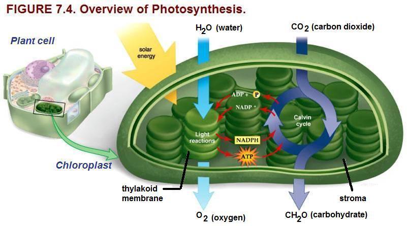 Photosynthesis consists of light reactions ( photo part of photosynthesis) and Calvin cycle reactions (the synthesis part; or light-independent reactions).
