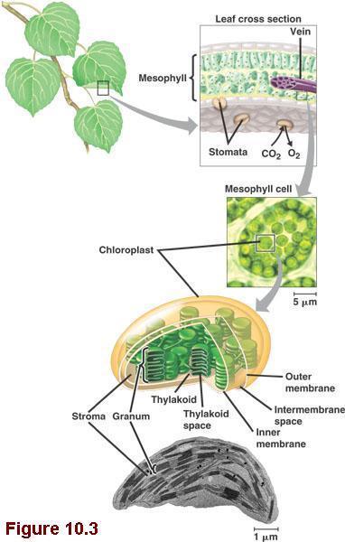 The Location of Photosynthesis in Plants Leaves are the major organs of photosynthesis in plants. Inside plant cells, the chloroplast is the organelle where photosynthesis occurs.