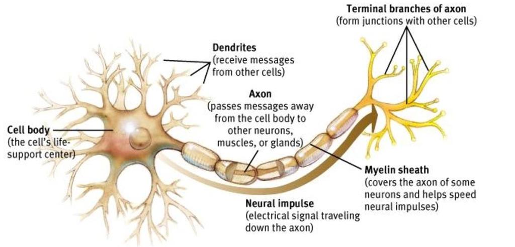 Neuron Structure and Function The cell body contains most of a the cell s organelles Dendrites are highly branched extensions that receive signals from