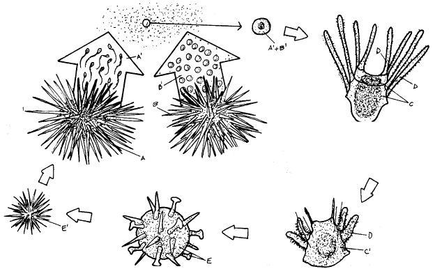 15. Name and define the two basic kinds of reproduction. 16. Identify which organisms are reproducing sexually and which are reproducing asexually. BACTERIA HYDRA SEA URCHIN 3.