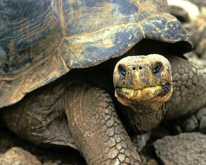 Tortoises with longer necks could reach the higher vegetation in