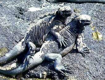 Is an iguana found only on the Galápagos Islands that has the ability, unique among modern lizards, to