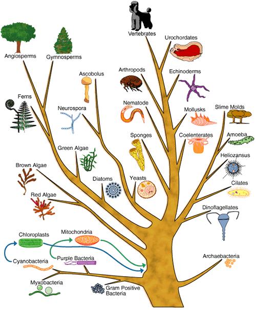 Darwin proposed that organisms descended from common ancestors.