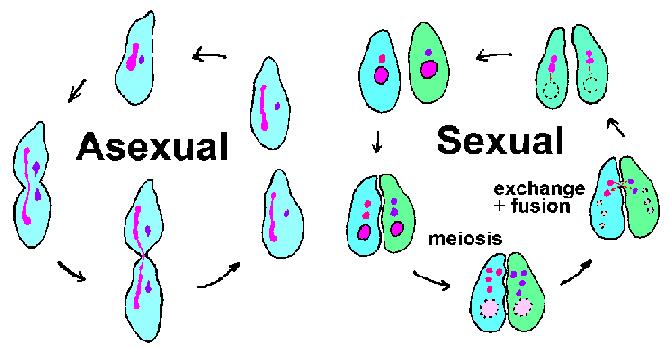 Sexual Reproduction Each parent provides set of genes, but mixing is random; two alleles per gene Many characteristics rely in