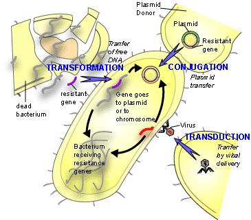 Horizontal Gene Transfer http://www.textbookofbacteriology.net/horizontaltransfer.