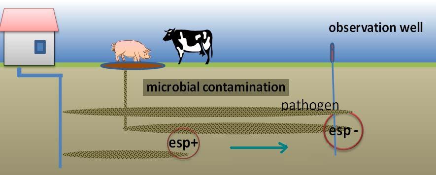 Environmental Implications 1. Sewage-derived E. faecium may have lower mobility within sand and gravel aquifers. 2.