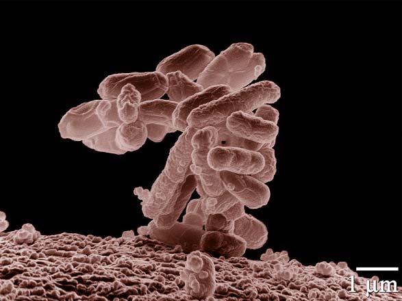 Common indicator microorganisms for fecal contamination (not necessarily pathogenic, but are plentiful, and detection is cheap,