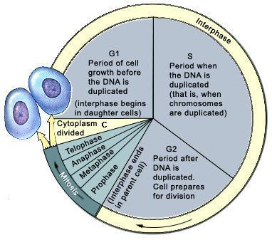CLASS XI CHAPTER 10 CELL CYCLE AND CELL DIVISION Cell cycle It is a series of events that takes place in a cell, leading to the formation of two daughter cells from a single mother cell.