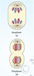 spindle fibres to both poles Anaphase