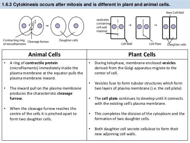 Karyokinesis and Cytokinesis o Karyokinesis is the division of nucleus during mitosis or meiosis which is followed