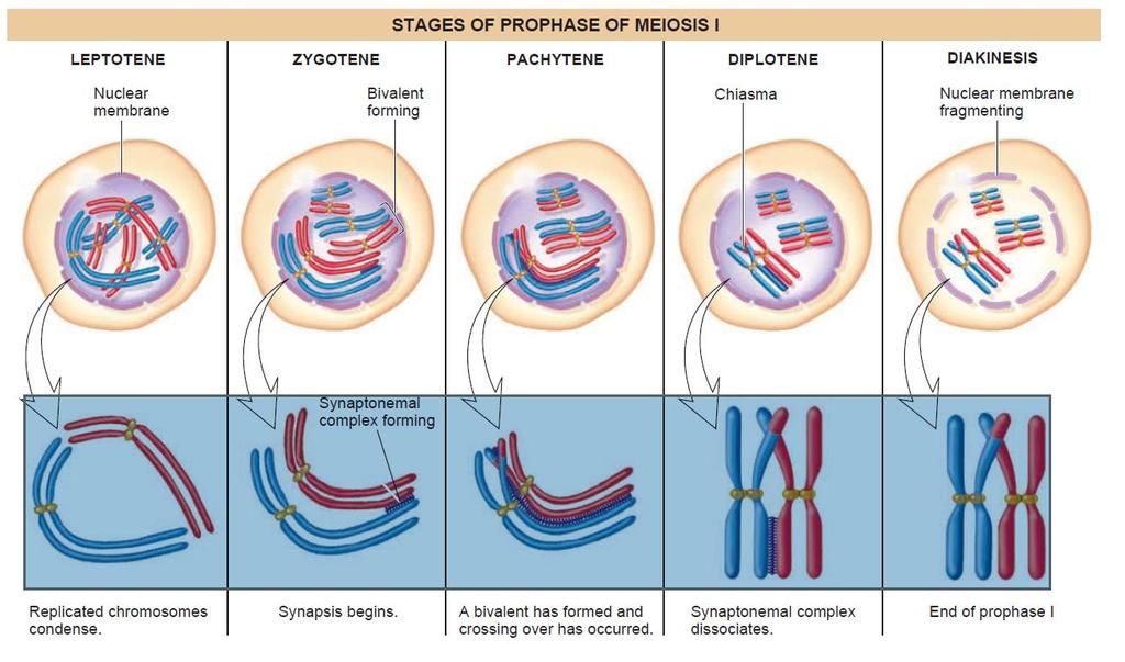 Significance of mitosis o Results in formation of diploid genetically identical daughter cells o Growth of the body takes place by mitosis.