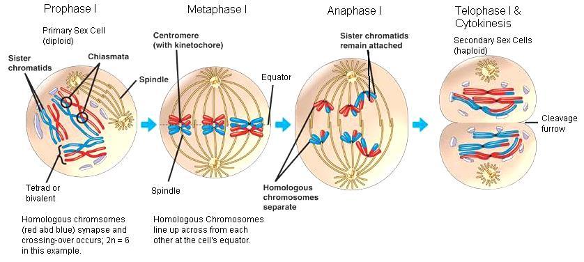 Meiosis I (or reductional division): Below is a diagram illustrating the events that take place during Meiosis I. Meiosis I begins with a diploid primary sex cell. Note that in this example, 2n = 6.