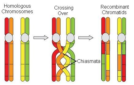 Electron Microscope View of Chiasmata Metaphase I: The homologous pairs of chromosomes line up across from each other at the cell s equator.