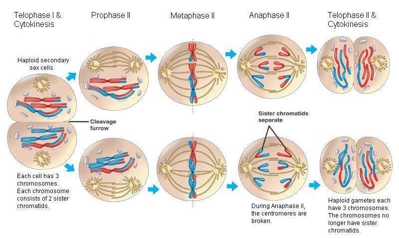 Meiosis II (or equational division): Below is a diagram illustrating the events that take place during Meiosis II. Meiosis II begins with two haploid secondary sex cells.
