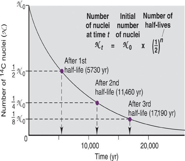 nuclei, these equations are sometimes also written in terms of the activity, R = R o exp( kt).