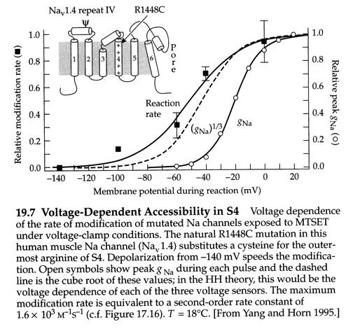 Na channel S4 movement and g(na) have similar V-dependence