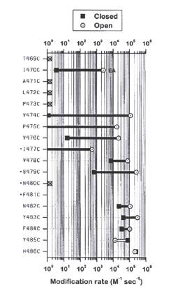 MTSET modification rates of cysteine mutants in the S6 (pore lining) segment of Shaker (left). Liu, Y. et al.