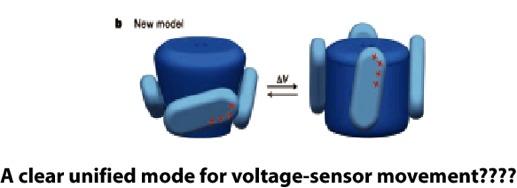 Voltage-gated channels KvAP Paddles vs.