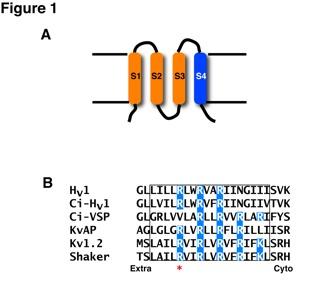 Lone voltage sensor proteins VSD PiPase VSP enzyme VSD VSD Hv1 proton channel Jiang, Y., et al.