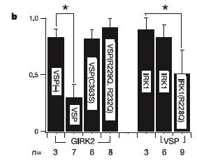 Lone voltage sensor proteins Ci-VSP